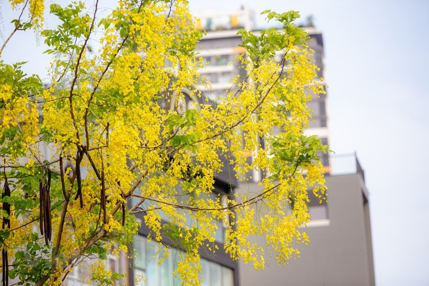 Sous le soleil, le jaune vif des fleurs du Cassia fistula semble être doré. Photo : VNA