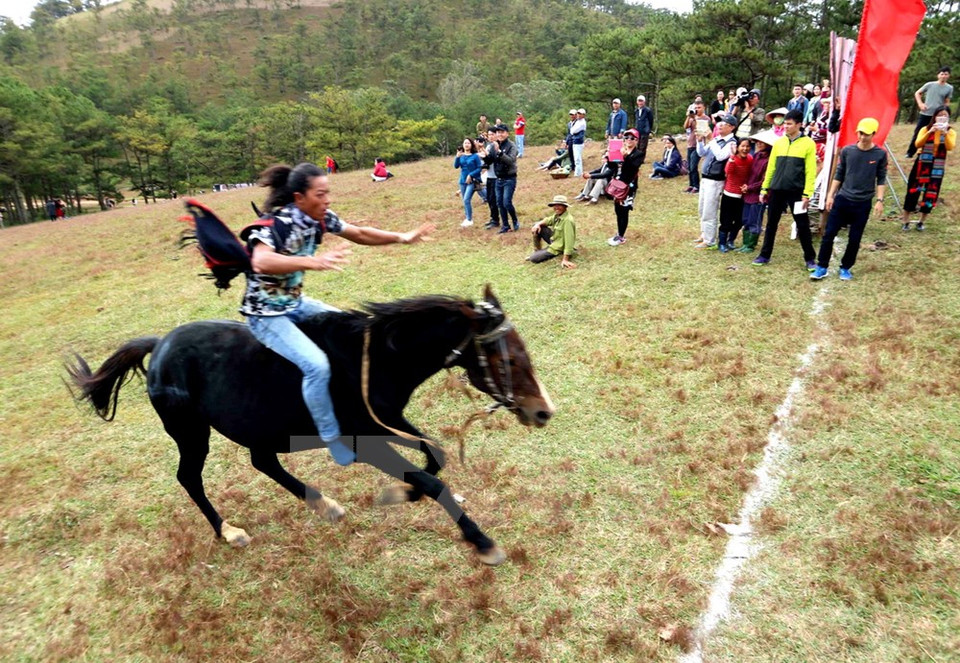 Le cheval N°15 dirigé par K’Truik a rallié l’arrivée en tête... 