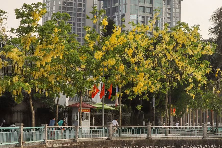 Le cassia fistula est planté dans certaines rues comme Lê Trong Tấn, Nguyên Đinh Thi, Lac Long Quân et autour du lac de l’Ouest. Cet arbre d’une hauteur moyenne de 10 mètres donne des fleurs jaunes en grappes de 20 à 40 cm de longueur. Photo : VietnamPlus