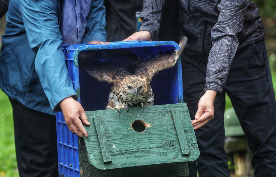 Un Aigle montagnard (Nisaetus nipalensis) est liberté dans le parc national de Cuc Phuong, province de Ninh Binh. Photo : VNA