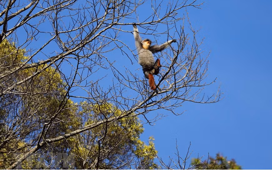 Un doucs à pattes rouges dans le Parc national de Bach Ma.
