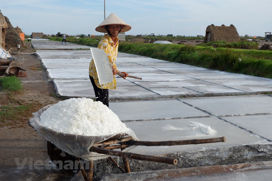 Pham Van Quang, vice-président du Comité populaire de la commune de Bach Long, a déclaré : “Afin d’aider les saliculteurs locaux à résoudre des difficultés et à maintenir un métier traditionnel, la commune a investi dans des infrastructures dans les zones où la production de sel n’est pas efficace, pour les convertir en terres convenables aux cultures, à l’élevage d’animaux et à l’aquaculture. La localité s'est également fixé comme objectif de produire 10.000 tonnes de sel par an et soutient le transport de sel aux installations de production de sel propre. Actuellement, toute la commune compte plus de 30 agents et 4 sociétés d'achat et de transformation de sel”. Photo : VietnamPlus