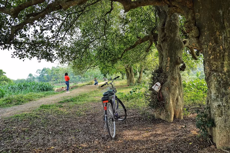 Il a été utilisé dans le passé comme un hygiène buccale produit et pour cette raison, il est également connu comme l'arbre de la brosse à dents. Une brindille ou un bâton d'environ huit pouces de long avec une extrémité effilochée ou écrasée pour augmenter la surface de nettoyage a été utilisé comme aide au nettoyage des dents jusqu'au milieu du XXe siècle lorsque le moins cher et plus pratique brosse en plastique avec un dentifrice deviennent monnaie courante dans le monde. C'est le principal ingrédient actif d'une marque populaire de dentifrice à base de plantes brun foncé en Thaïlande. Photo : VietnamPlus