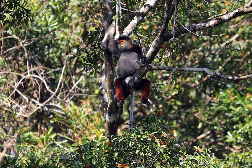 Le Parc national de Bach Ma compte actuellement une quinzaine de groupes de doucs à pattes rouges.