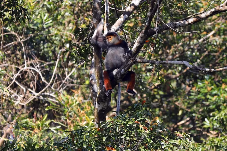 Le Parc national de Bach Ma compte actuellement une quinzaine de groupes de doucs à pattes rouges.
