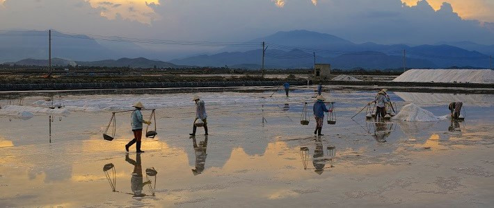 Au marais salant Bach Long, les saliculteurs se mettent à la besogne au bon matin. Tout d’abord, ils ramassent du sable, en transportent avec des charrettes puis en étalent en couche très fine sur les terrains rectangulaires et plats. L’eau de mer est conduite dans la zone de production par des canaux creusés, puis s’imprègne dans chaque cadre par un système capillaire. Sous le soleil, l’eau s’évapore alors que la couche de sable absorbe déjà une certaine dose de sel. Le processus se répète encore une fois pour que le sable soit vraiment salé avant que l’on ne filtre avec un outil particulier qui s’appelle « chat », afin d’obtenir de l’eau qui est plus salée que celle au début. Photo : VietnamPlus