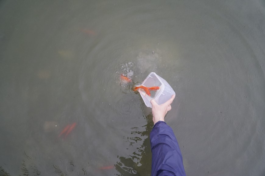 Les villageois de Thuy Trâm commencent à élever les alevins de carassins dorés vers le 6e mois lunaire pour pouvoir récolter vers le 12e mois lunaire. Un beau carassin doré doit être rouge et avoir des yeux tout noir. Depuis 2011, la province de Phu Tho a reconnu Thuy Tram comme le village d'élevage de carassins dorés et a beaucoup investi dans son développement. Vers la fin d'année, après la pêche des poissons, les villageois se concentrent seulement dans l'élevage des carpes rouges au service du Têt Tao Quân ou la fête cultuelle du Génie du foyer. Selon les habitants locaux, les carassins dorés aux normes requises c'est le type de poisson comprenant 40 spécimens le kilo. Ces poissons doivent avoir une tête et un corps effilés, bien proportionnés, écailles régulières et brillantes sous le soleil, nageoire caudale non déchirée au moment de la pêche. Photo : VietnamPlus