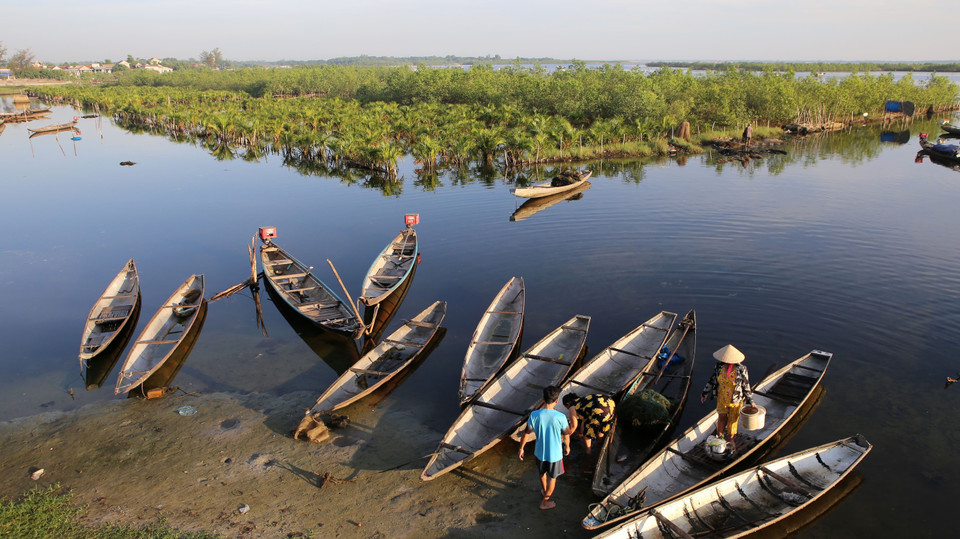 Les activités humaines dans la mangrove entourée par les district de Phu Lôc, Quang Diên, Huong Tra et Phu Vang, province de Thua Thiên-Huê sont sévèrement contrôlées. La mangrove joue un rôle de protection contre la tempête. Son développement durable contribue au développement de l’aquaculture. Photo : VNA 