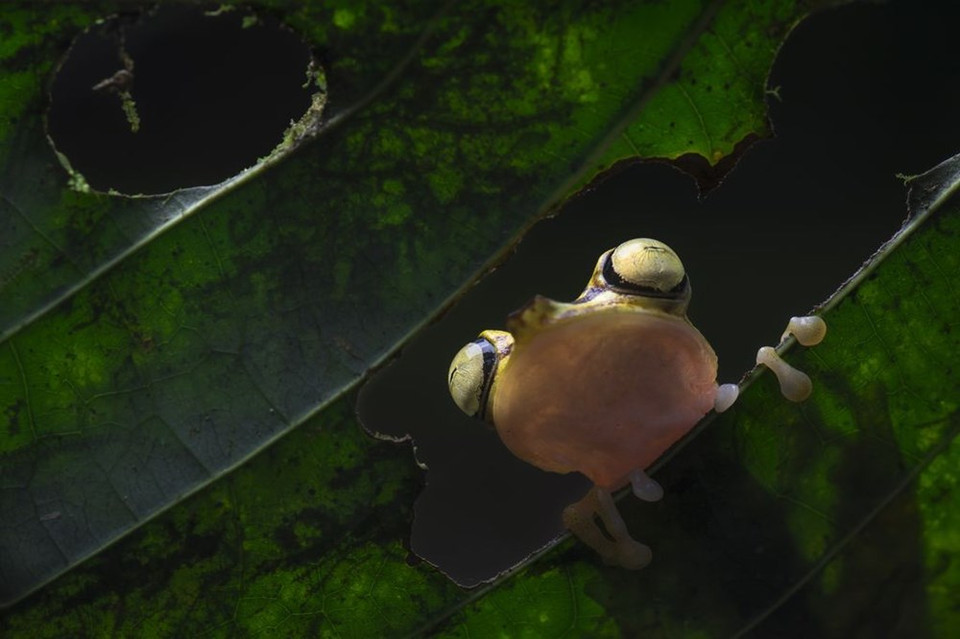 Une grenouille sur une feuille