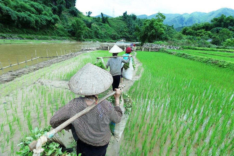 La piste conduisant à l'embarcadère. Photo: VNA
