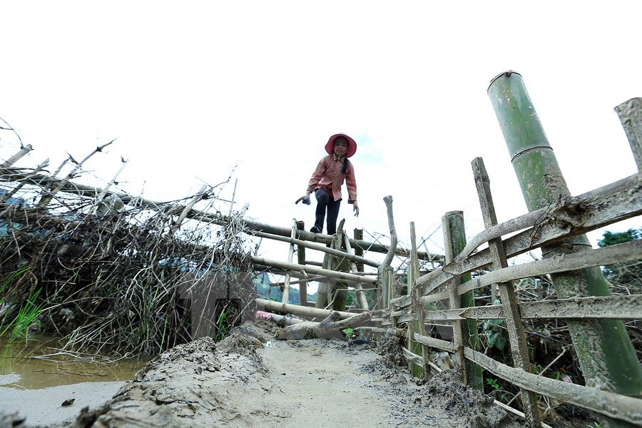 Lo Thi Thao, âgée de 12 ans, doit traverser la rivière quotidiennement pour le pâturage. Photo: VNA