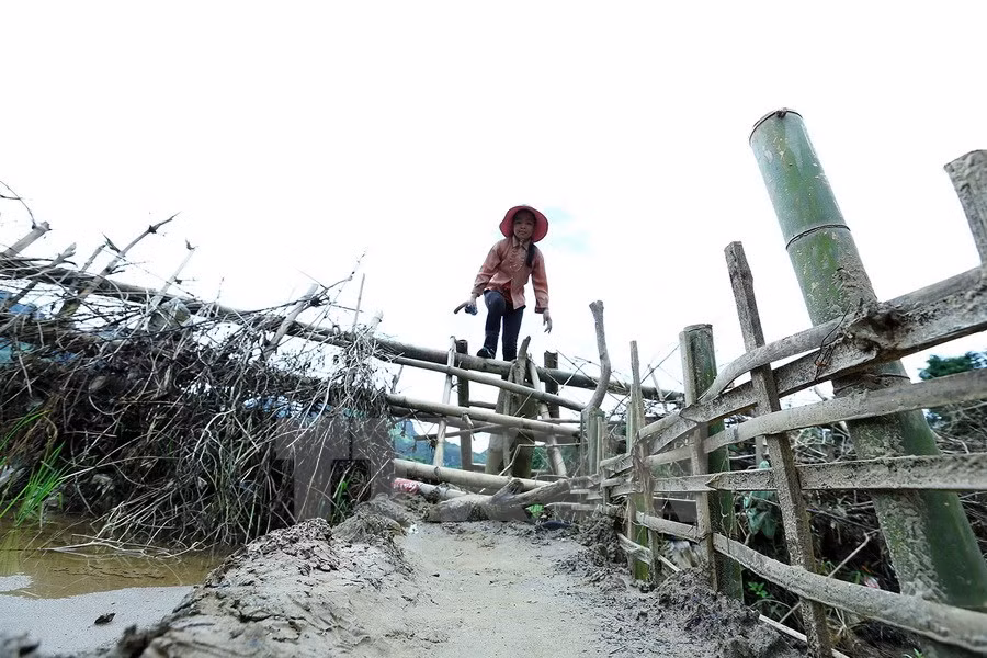Lo Thi Thao, âgée de 12 ans, doit traverser la rivière quotidiennement pour le pâturage. Photo: VNA