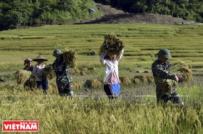 Des gardes-frontières aident les habitants La Hu à récolter le riz. Photo: VNA