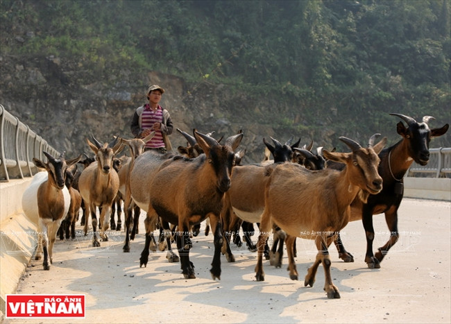 Ce troupeau de chèvres de plus d’une centaine de têtes, de Chang A Xe, de l’ethnie Công, dans la communede Nâm Khao, donne un revenu annuel de plus de 100 millions de dôngs. Photo: VNA