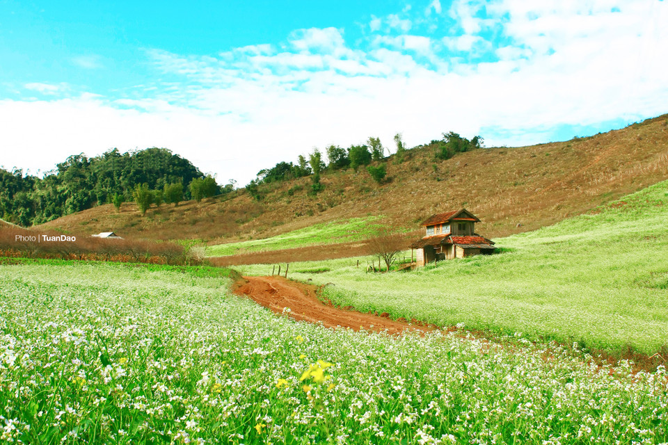 Les champs de chou blanc s’épanouissent dans les villages de Pa Phach, d’Ang, de Coc, au bourg de Nông Truong Môc Châu,…Photo: Tuan Dao
