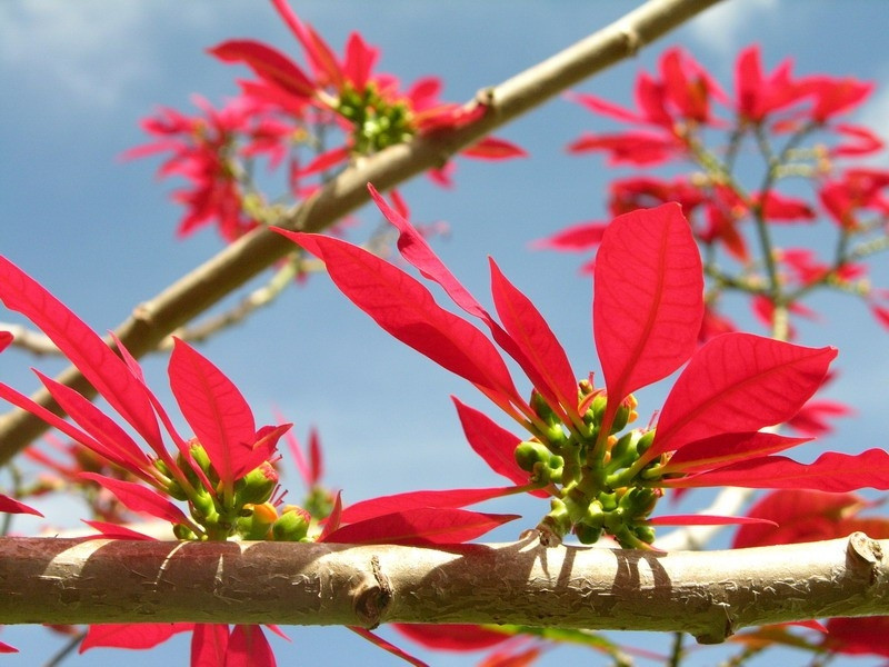 Des poinsettias rouges le long de la Nationale 6, commune de Loong Luông, district de Vân Hô. Photo: Internet 