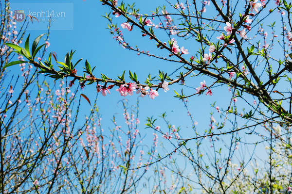 Fleurs de pêchers. Photo: Kenh14