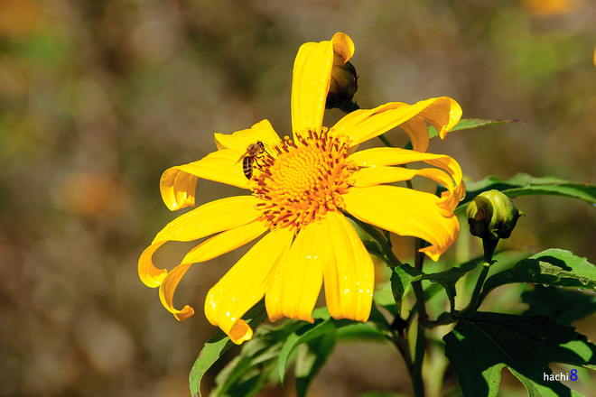 Les tournesols sauvages jaunes signalent l’arrivée de l'hiver sur ce haut plateau. Photo: Hachi8
