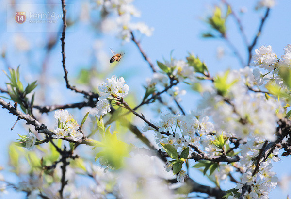 Fleurs blanches de prunier sur les collines du hameau de Chiêng Ly, commune de Vân Hô, district de Vân Hô