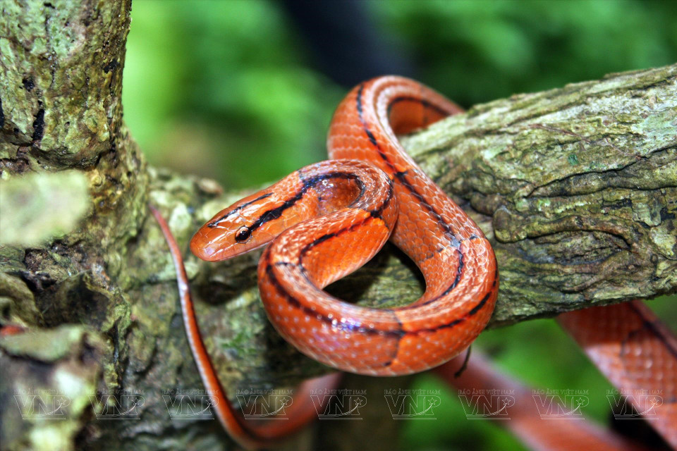 Le parc national de Ca Ba abrite de nombreuses espèces de reptiles. Photo: VNA
