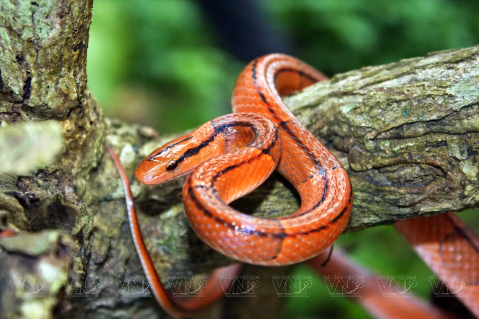 Le parc national de Ca Ba abrite de nombreuses espèces de reptiles. Photo: VNA