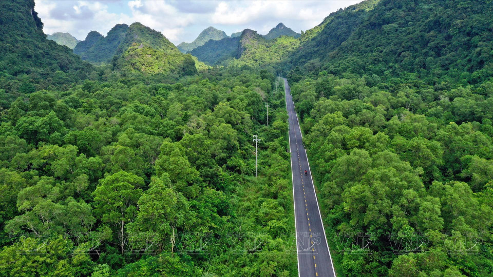 Belle route menant au parc national de Cat Ba. Photo: VNA