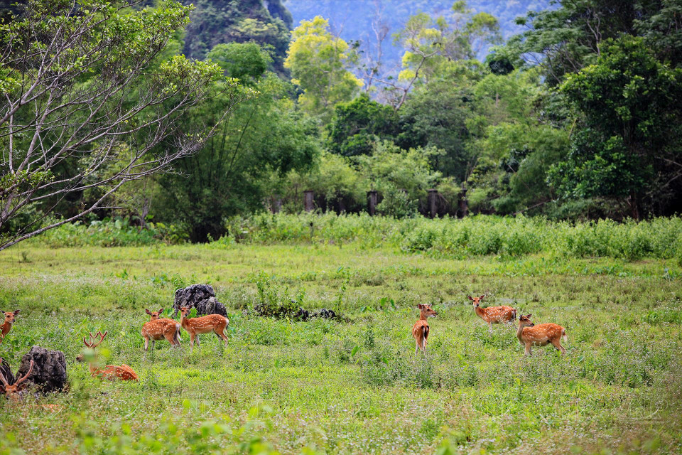 Une zone semi-sauvage du parc national de Cat Ba. Photo: VNA