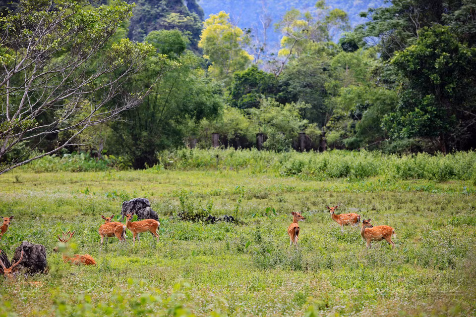 Une zone semi-sauvage du parc national de Cat Ba. Photo: VNA