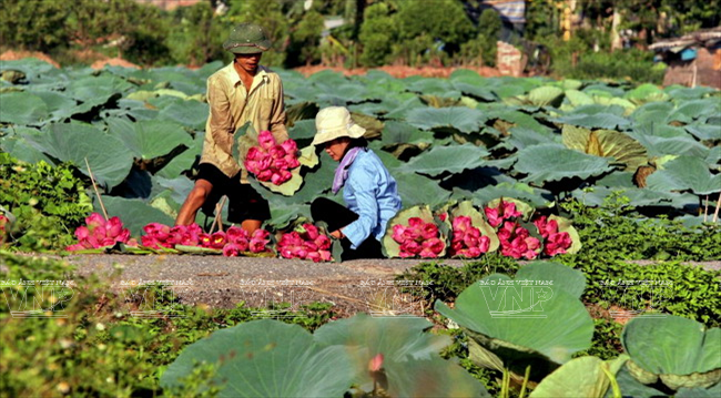 Les fleurs de lotus du lac de l'Ouest sont un trait culturel de Hanoi.