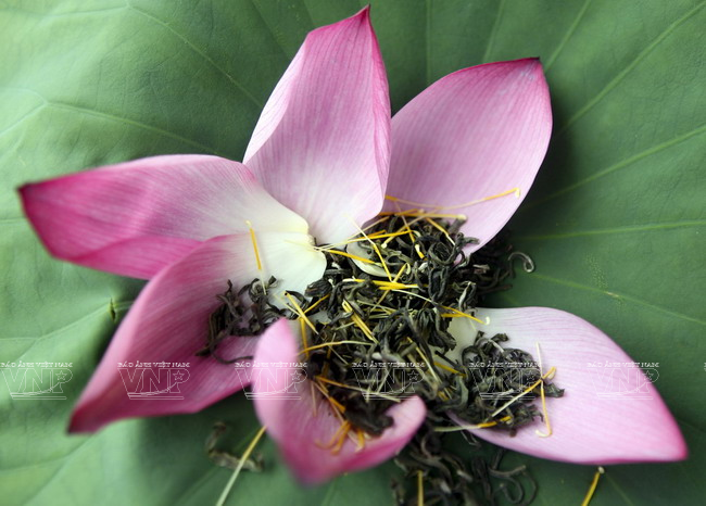 Le thé est enveloppé dans des fleurs de lotus pour préserver sa saveur spéciale. 