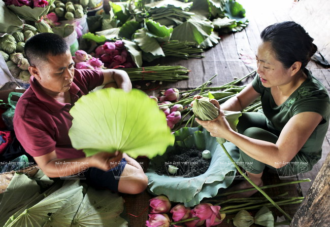 Depuis longtemps, les gens des anciens villages près du lac de l'Ouest préparent le thé au lotus. 