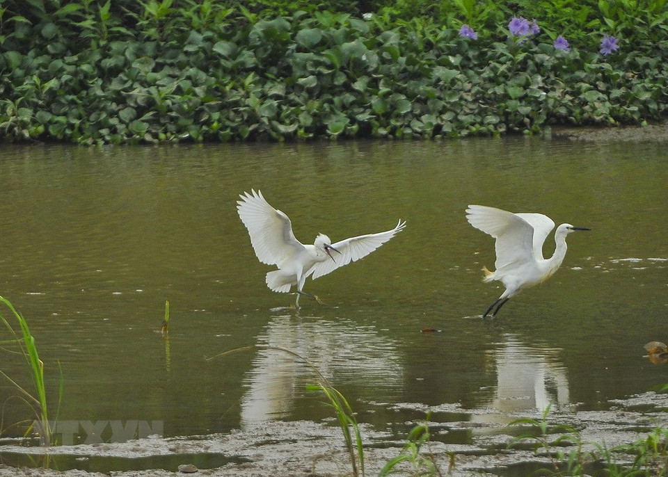 Les aigrettes se nourrissent d'insectes aquatiques.