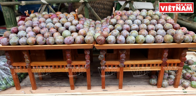 La toiture d’une maison sur pilotis faite de prunes. 