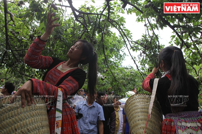 Selon la réglementation du concours, chaque équipe comprend cinq personnes dont deux hommes et trois femmes. L’équipe qui cueille le plus de prunes en 10 minutes et les dispose de façon la plus belle, remportera le concours. 