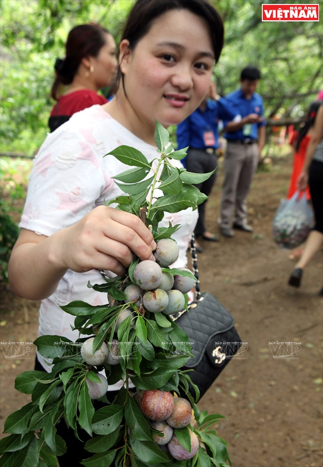 Une touriste enthousiaste avec une branche chargée de prunes.