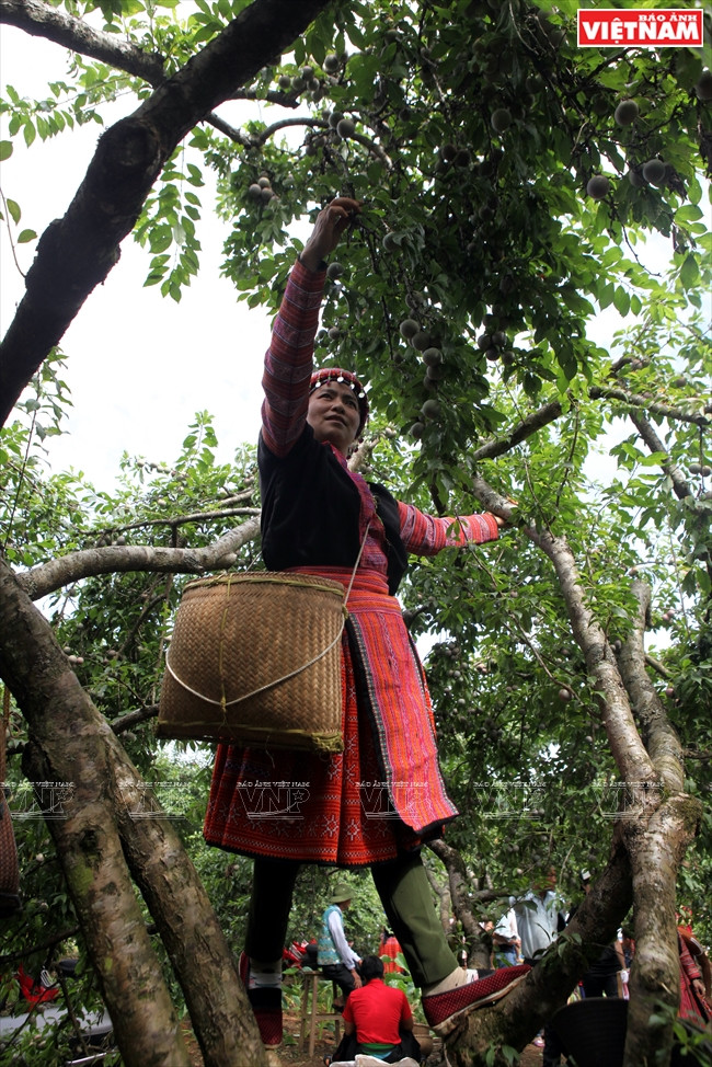 Une jeune fille H’mông ​du bourg Nông Truong fait une démonstration de cueillette. 