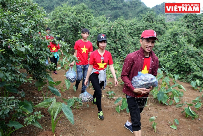 Les touristes cueillent ​eux-mêmes des prunes dans le jardin de Mme Giang Thi Sua au village de Pa Khen et puis les achètent. 