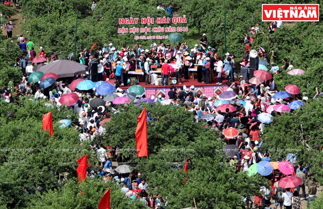 La 3e Fête de la cuellette des prunes s​'est tenue les 29 et 30 mai dans la vallée de Pa Khen.
