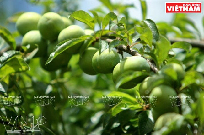 Comme les pruniers poussent dans un environnement pur, les prunes « hâu » de Môc Châu sont réputées pour leur chair croquante, parfumée et appéritive. 