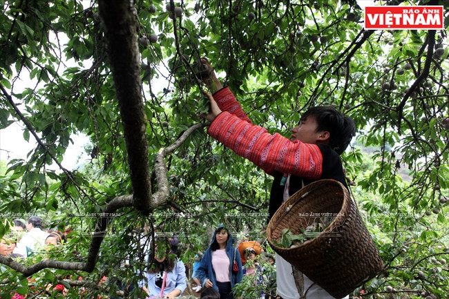 Un membre de l’équipe du village Na Tan, commune de Tân Lâp, district de Môc Châu, lors d'un concours pour les cueilleurs.