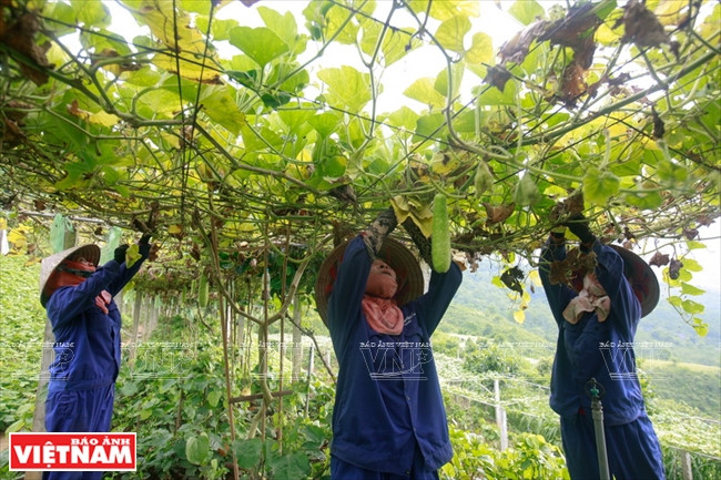 Tous les soins aux plantes sont manuels…