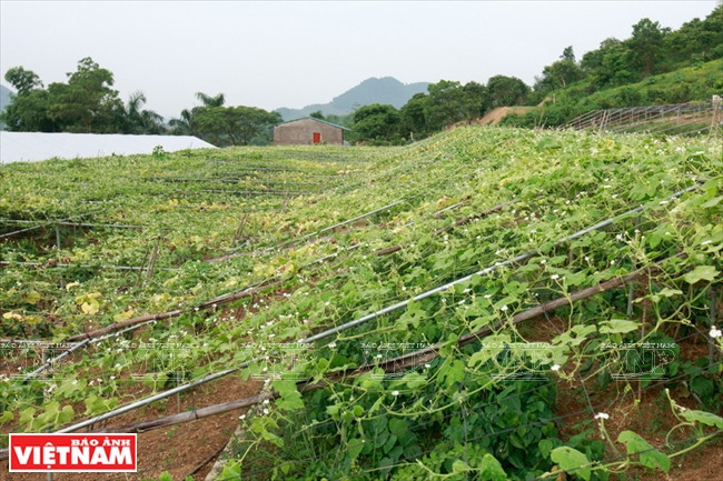 Sa fondatrice, Truong Thi Kim Hoa, a transformé des vallées dénudées en champs de légumes bio, arrosés par l’eau pure provenant du Parc national de Ba Vi.