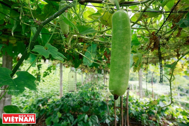 … ce qui assure la qualité des légumes et leur donnent une meilleur saveur.