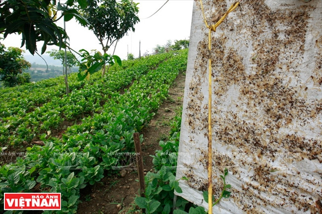 La ferme Hoa Viên n’utilise par de substances chimiques contre les insectes nuisibles mais des pièges.