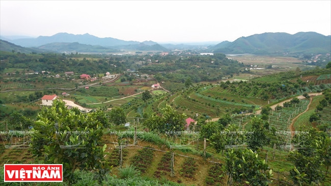 La ferme Hoa Viên compte 10 ha de cultures bio.