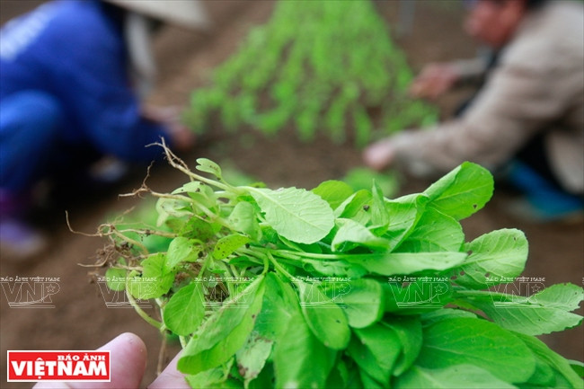 De jeunes plants vont d’être mises en culture à la ferme Hoa Viên.