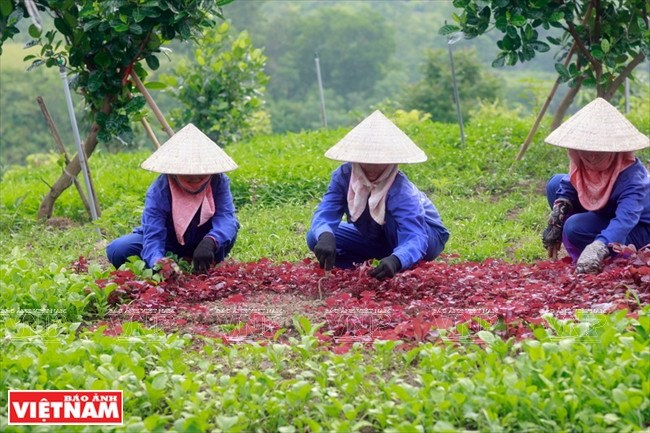 La ferme emploie une centaine de travailleurs locaux dont 90% de femmes.