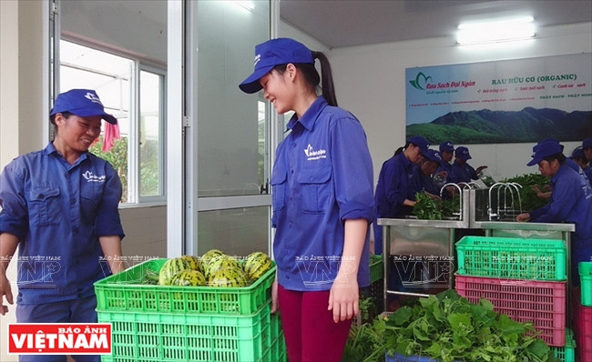 Chaque jour, la ferme fournit 700 à 800 kg de légumes bio de toutes sortes. 