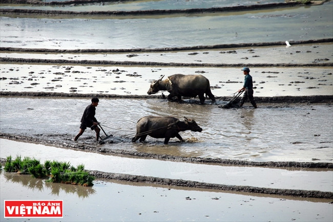 Lorsque les rizières en terrasses sont pleines d’eau, les agriculteurs commencent à labourer en vue de la nouvelle saison de repiquage.