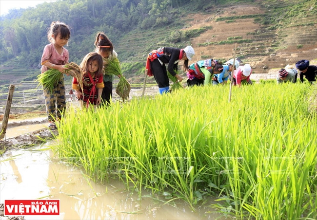 Pendant leurs vacances scolaires, des enfants H’Mông à A Lù aident leurs parents à arracher les pépinières de riz pour le repiquage. 